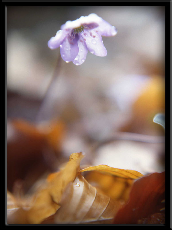 fiori.....................incorniciati